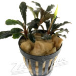 Bucephalandra Brownie Metallica