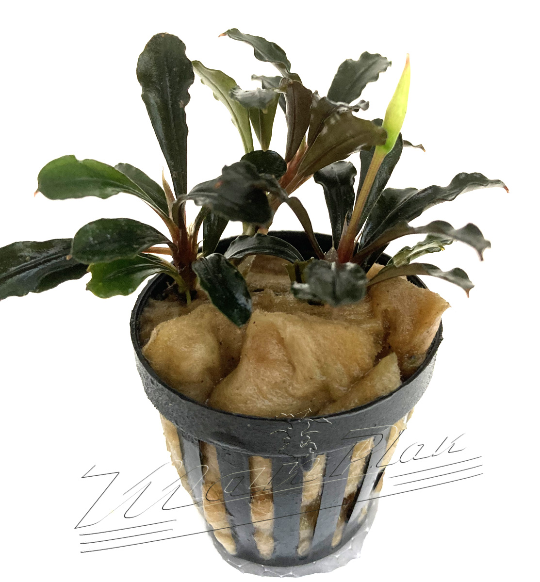 Bucephalandra Brownie Metallica