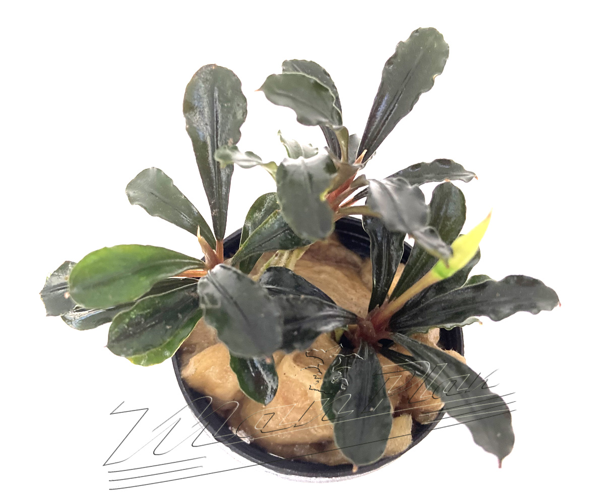 Bucephalandra Brownie Metallica - Imagen 4