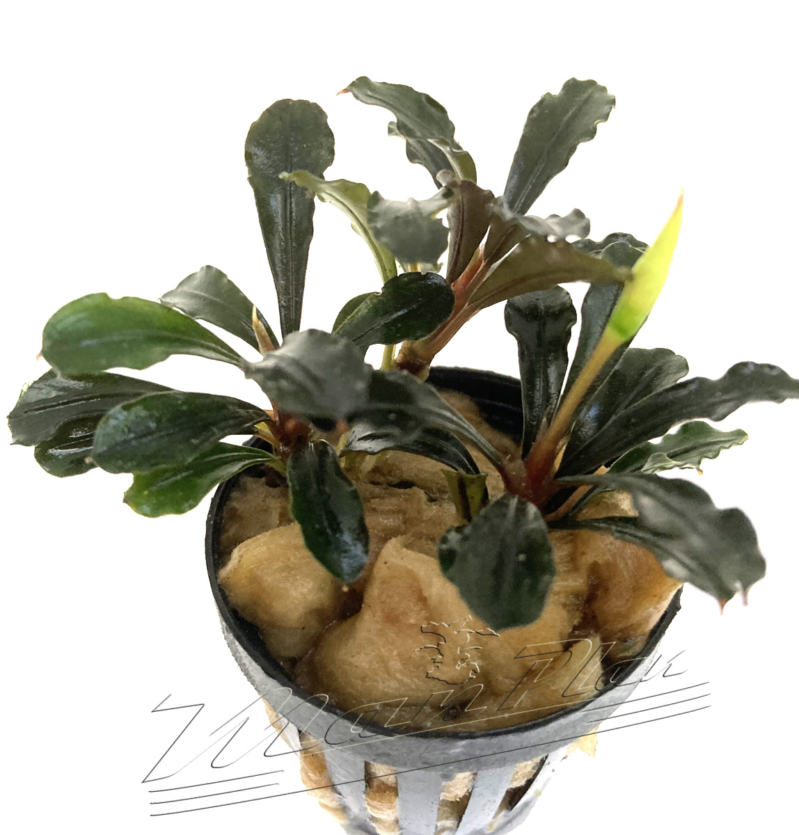 Bucephalandra Brownie Metallica - Imagen 3