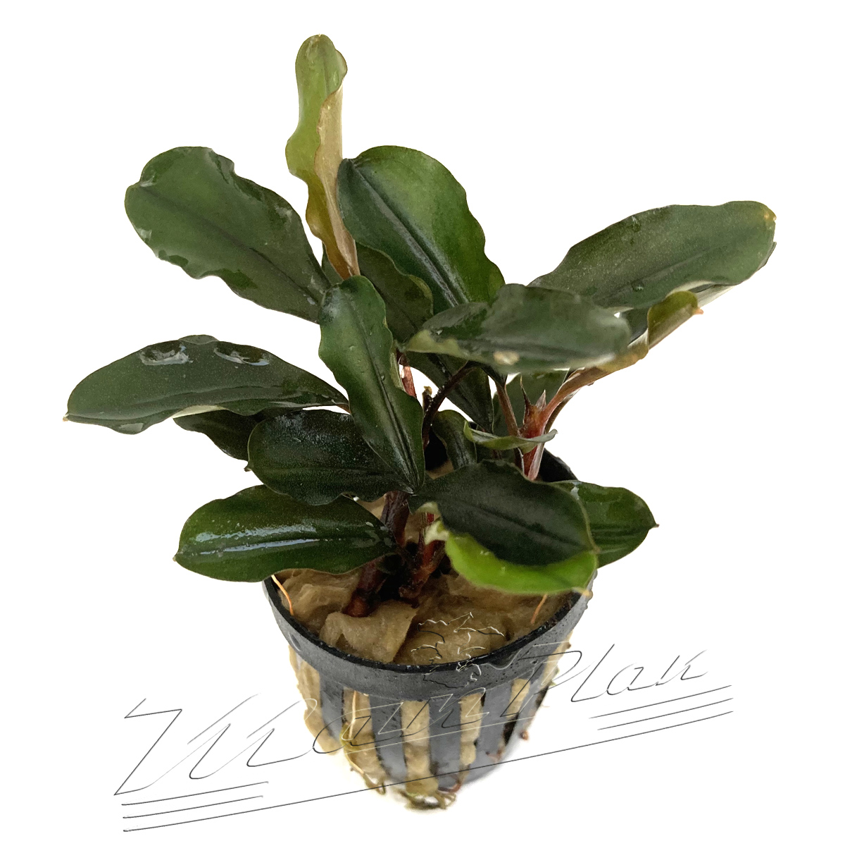 Bucephalandra Dark Blue