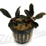 Bucephalandra Brownie Fire Bird