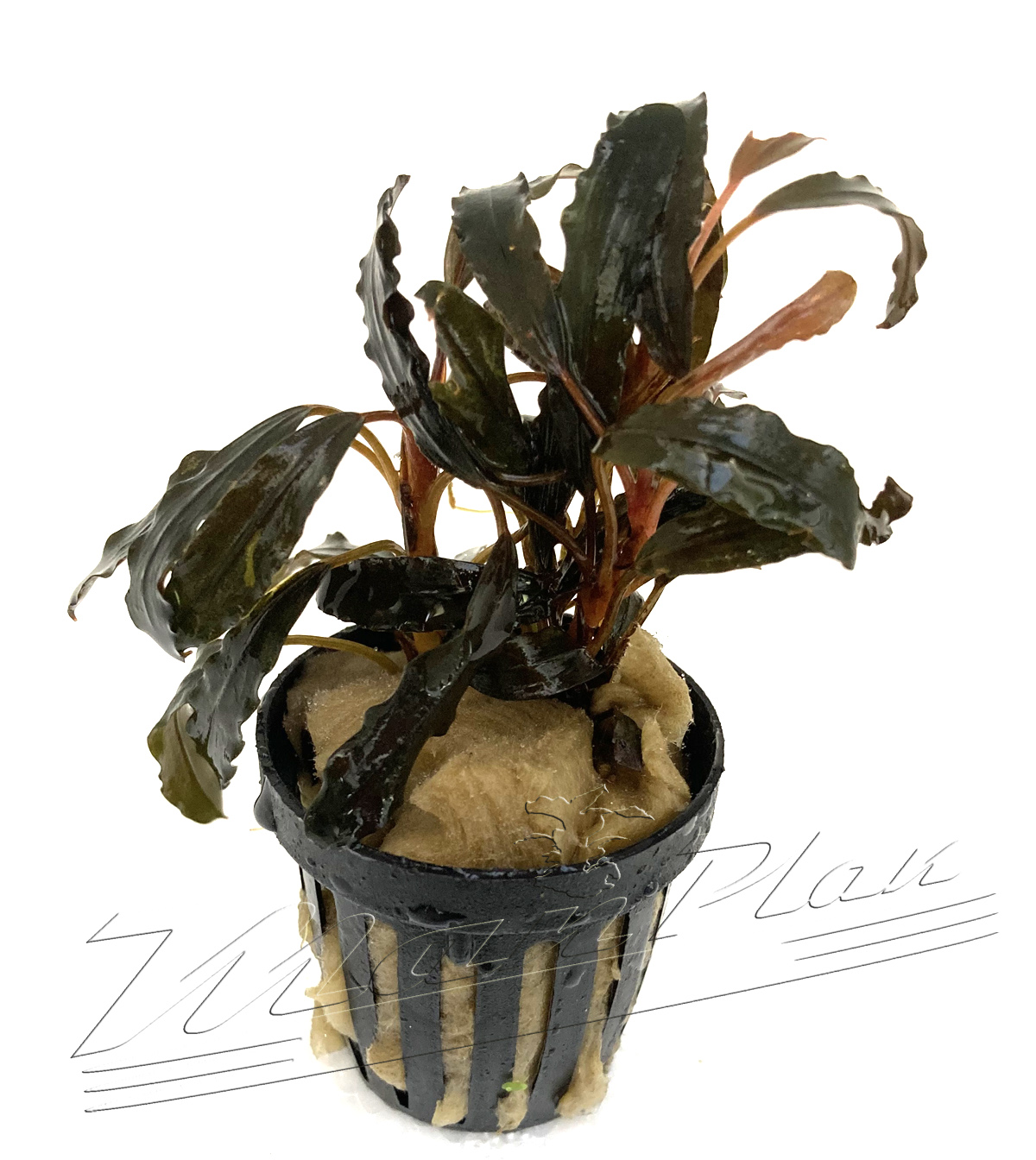 Bucephalandra GAIA Super RED - Imagen 5