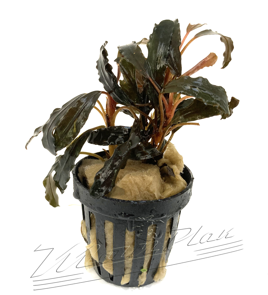 Bucephalandra GAIA Super RED - Imagen 4
