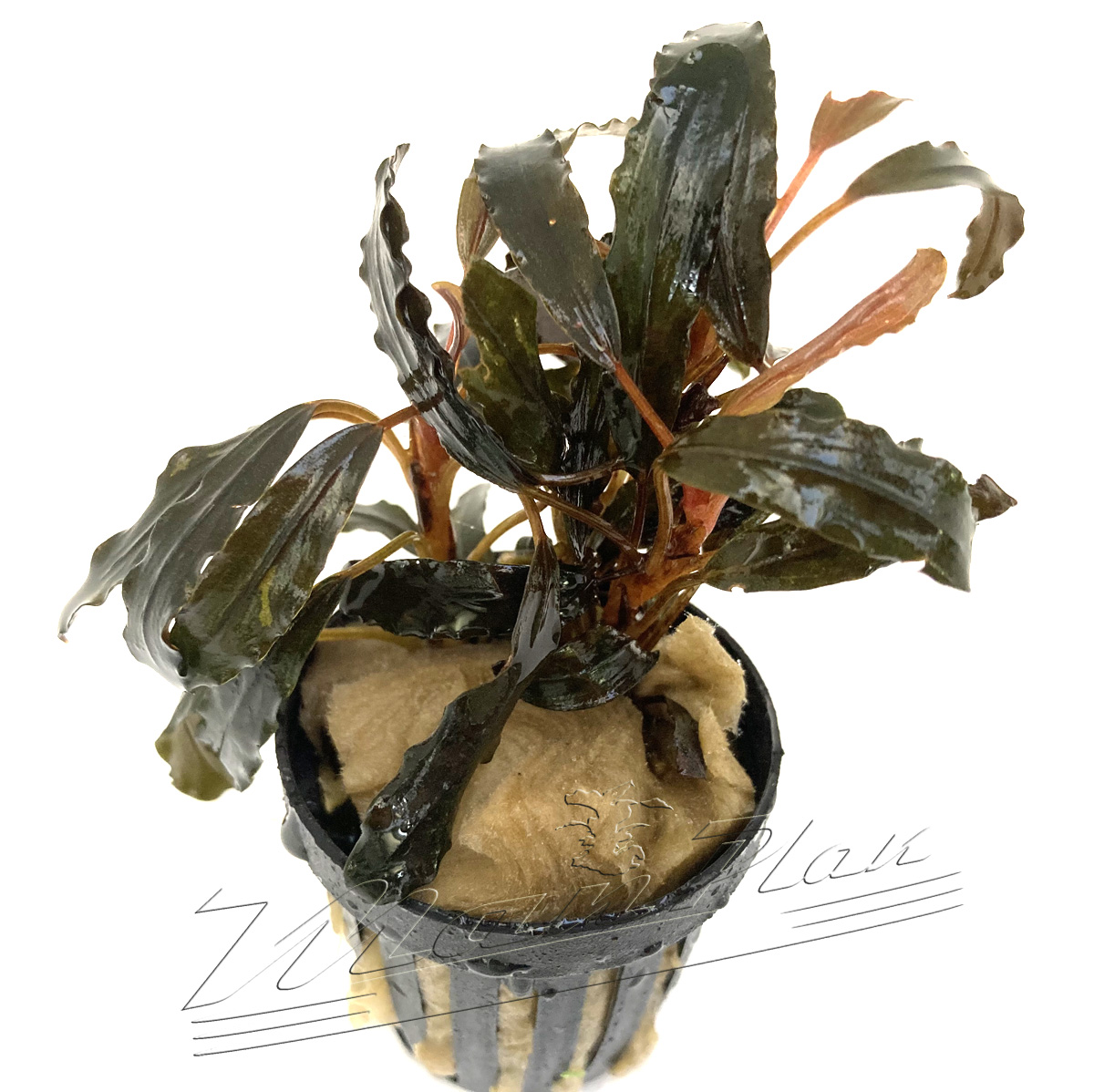 Bucephalandra GAIA Super RED - Imagen 3