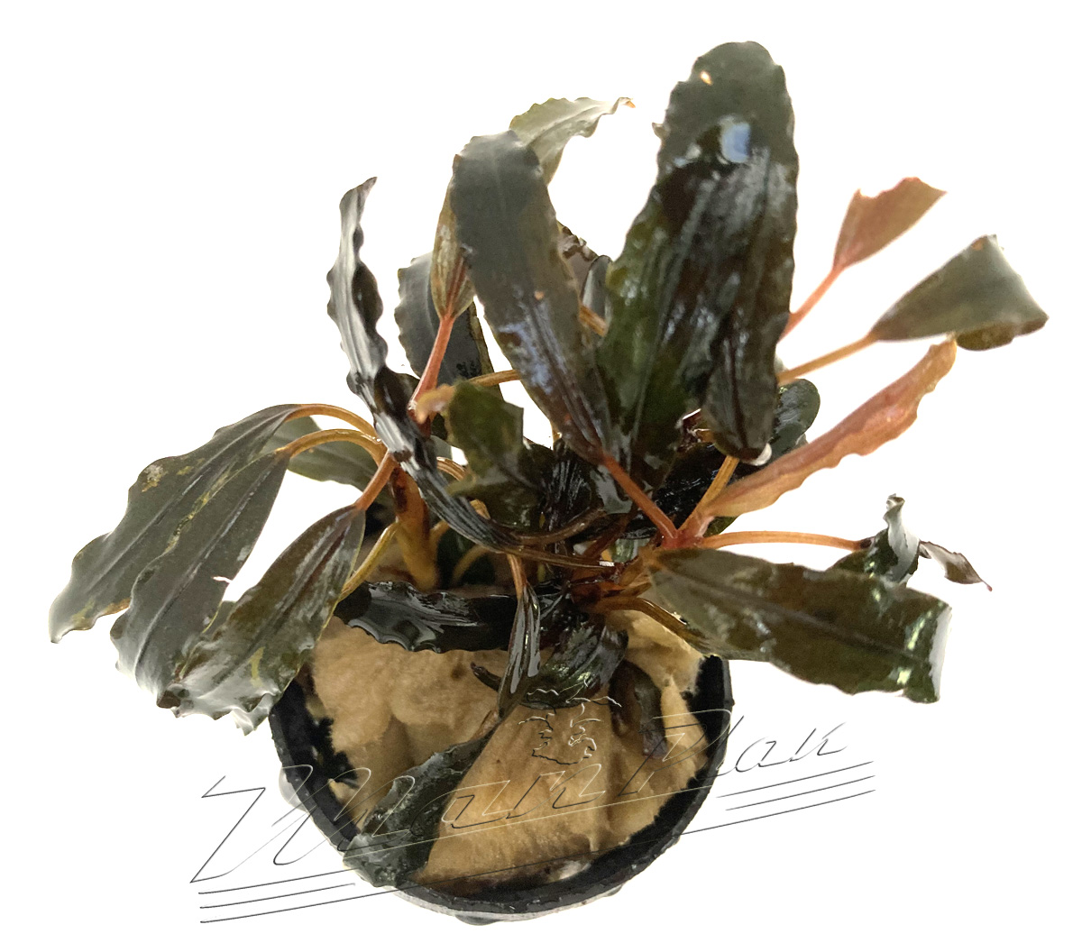Bucephalandra GAIA Super RED - Imagen 2