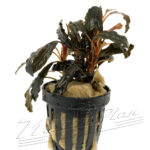 Bucephalandra GAIA Super RED
