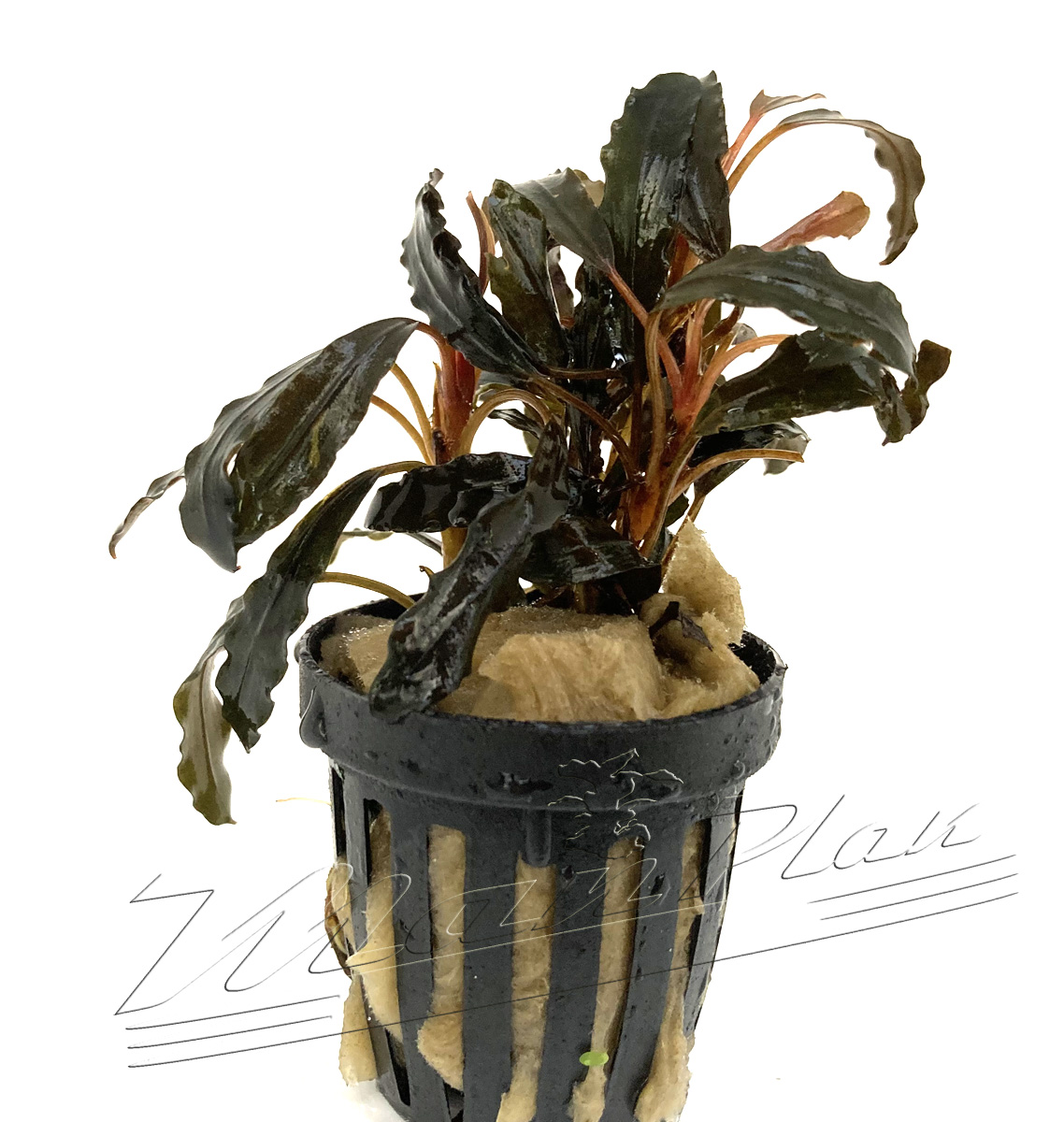 Bucephalandra GAIA Super RED