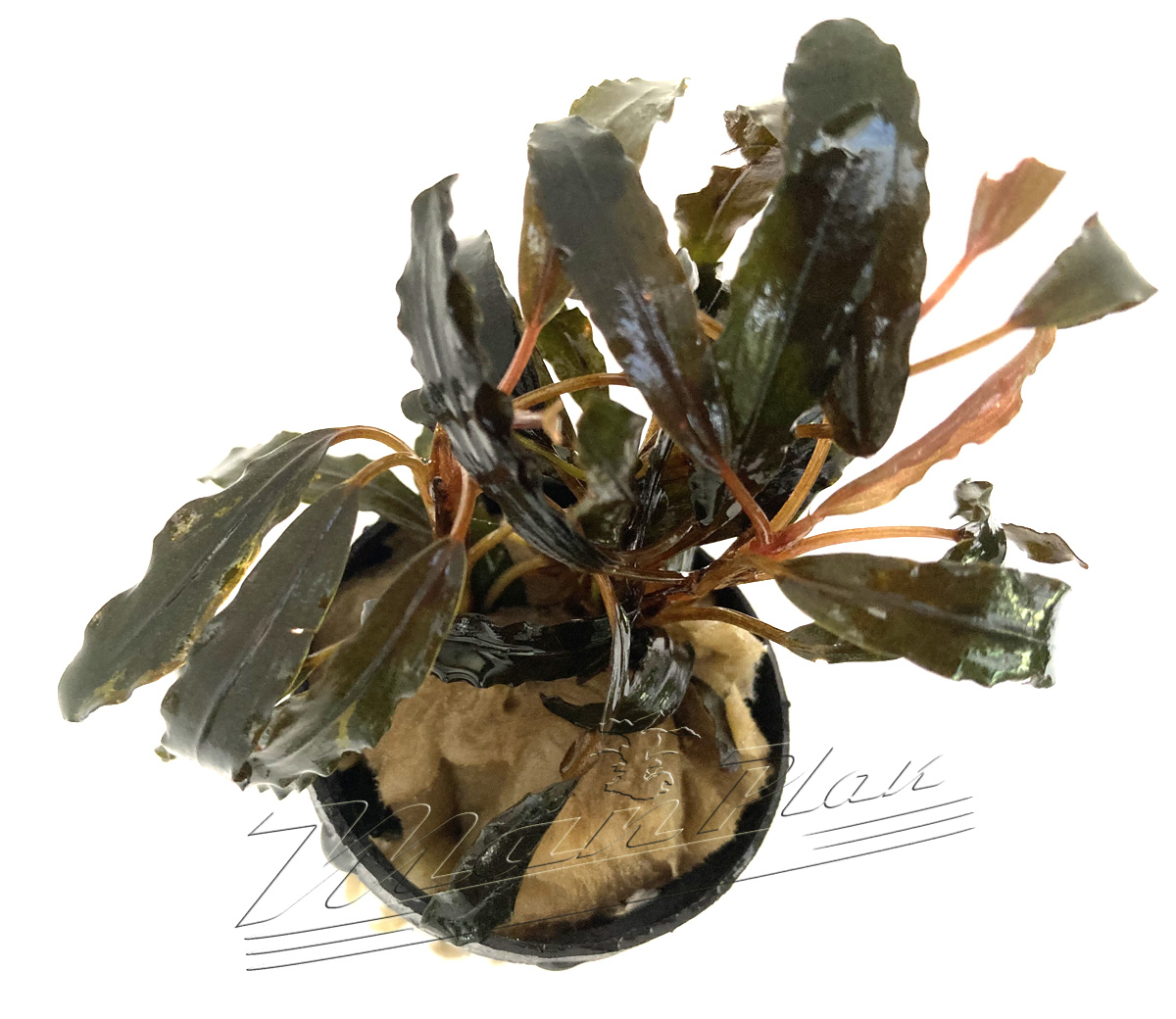 Bucephalandra GAIA Super RED - Imagen 6