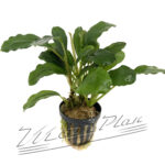 Bucephalandra Achiles green