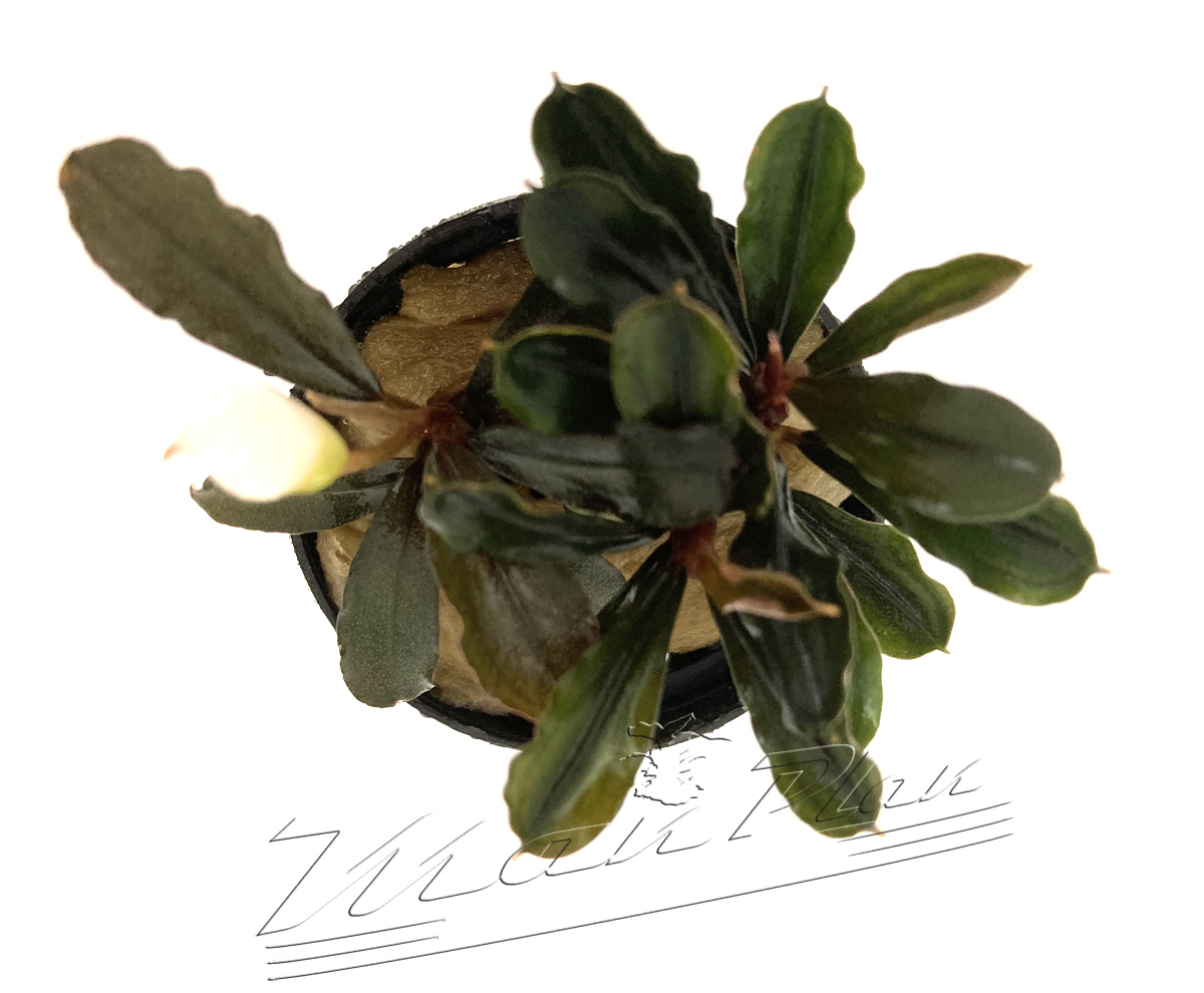 Bucephalandra Heron - Imagen 4
