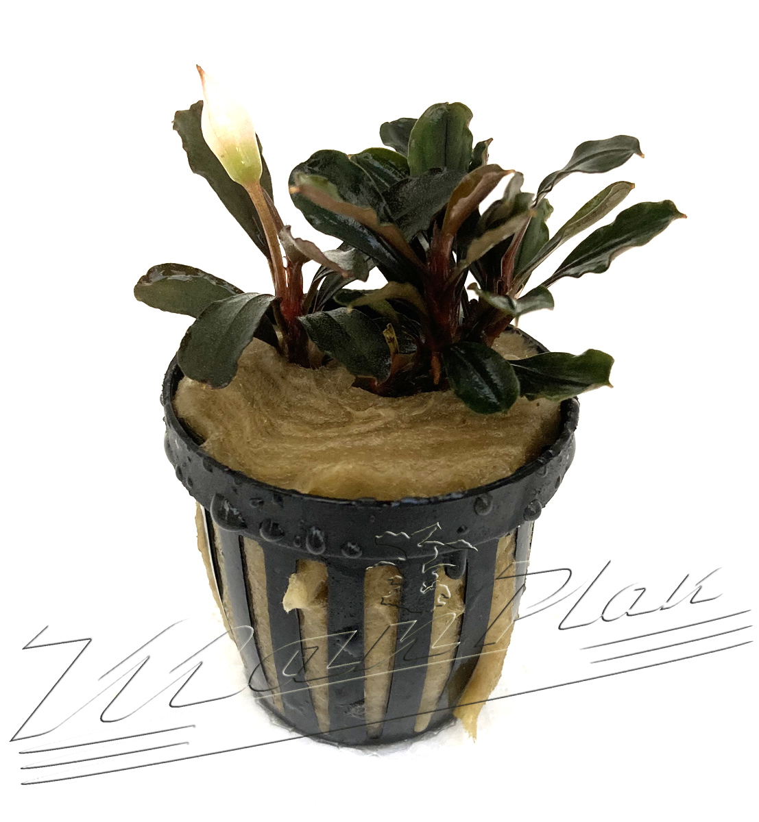 Bucephalandra Heron - Imagen 3