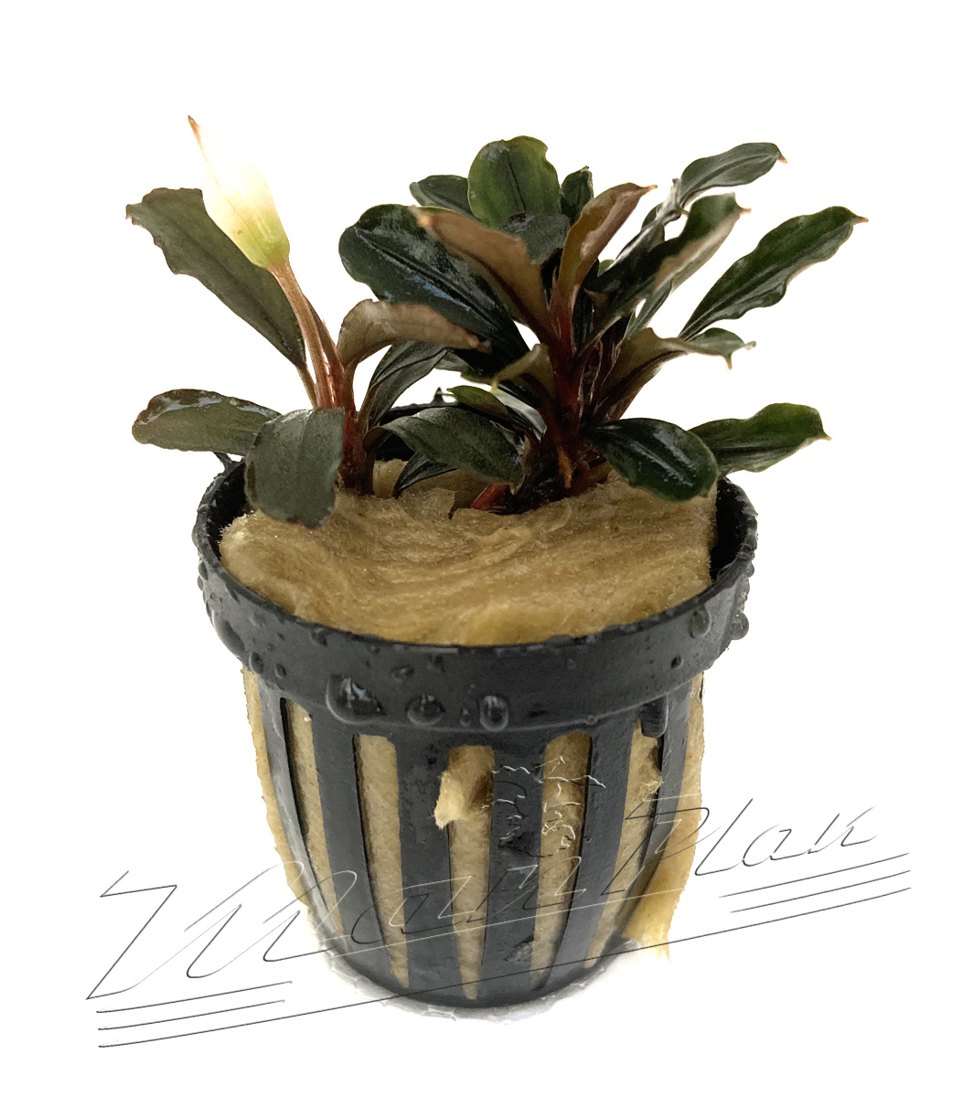 Bucephalandra Heron - Imagen 2