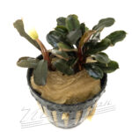 Bucephalandra Heron