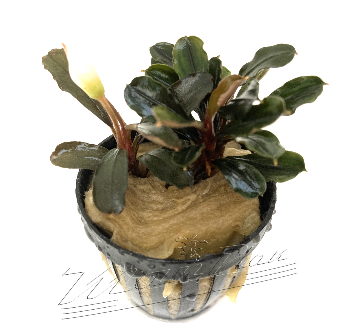 Bucephalandra Heron