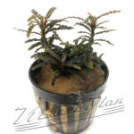 Bucephalandra Kota Baru Brown