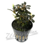Bucephalandra Kedagang ROUND-VULCAN