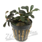 Bucephalandra Kedagang mini