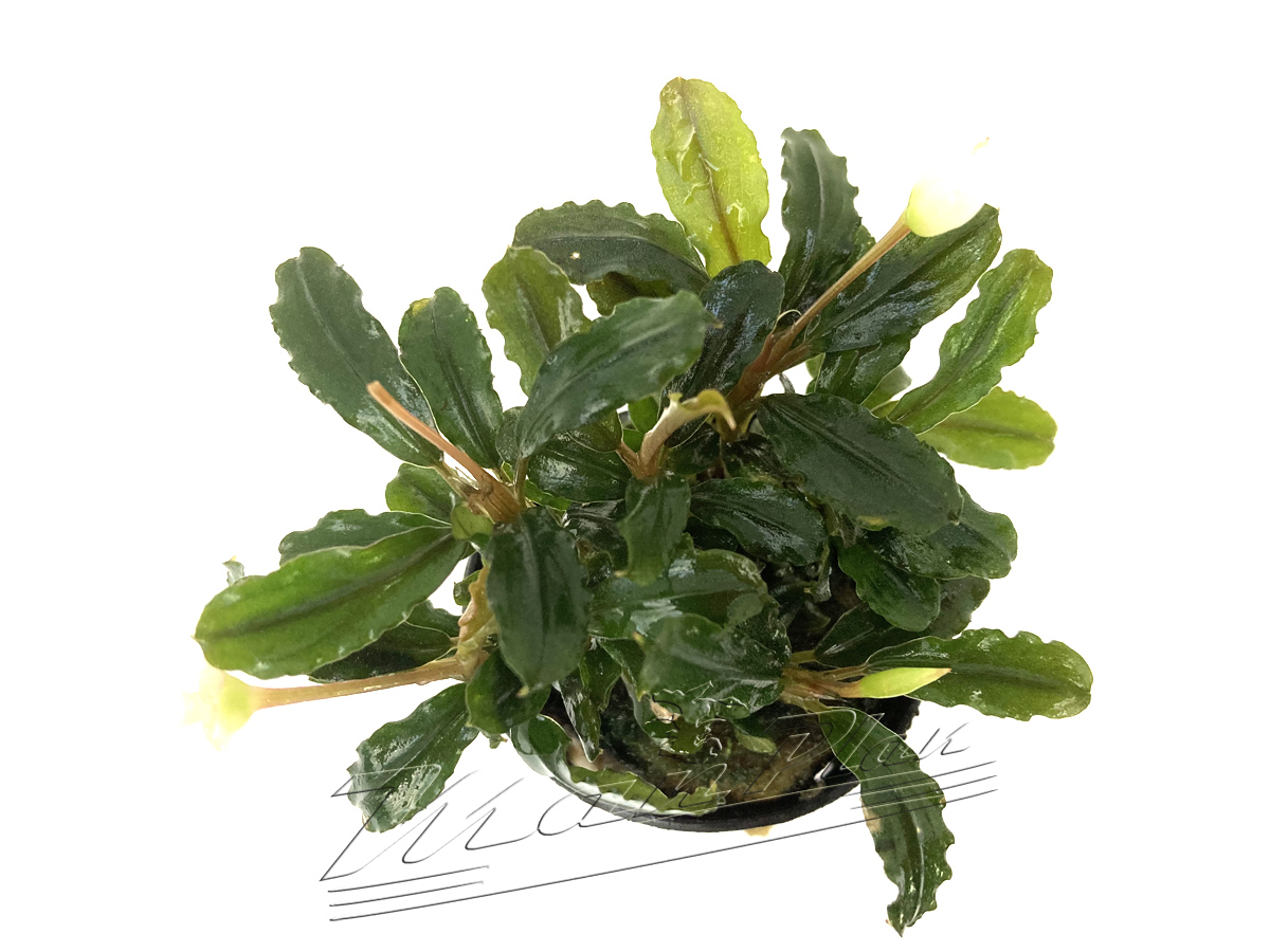 Bucephalandra Llamadau PURPLE - Imagen 2