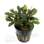 Bucephalandra Llamadau PURPLE