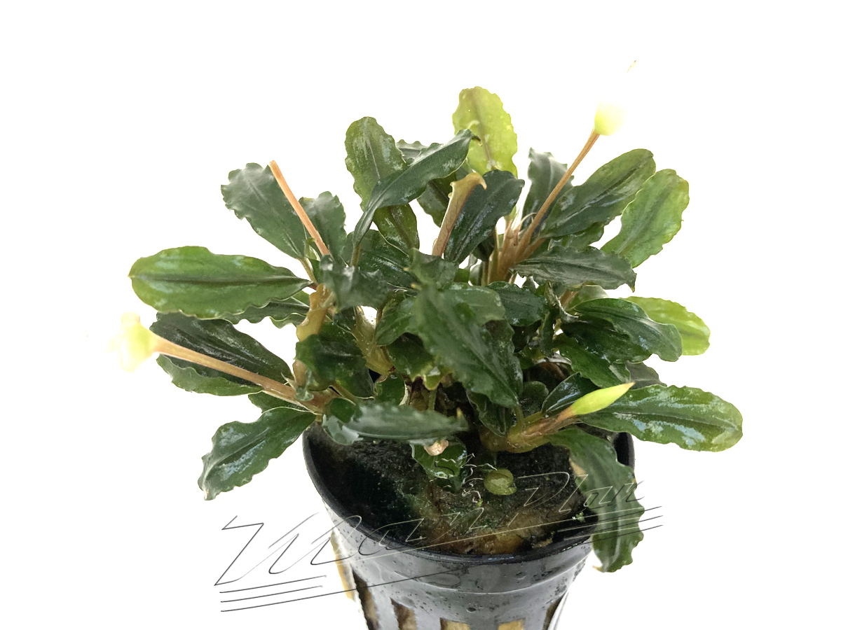 Bucephalandra Llamadau PURPLE - Imagen 5