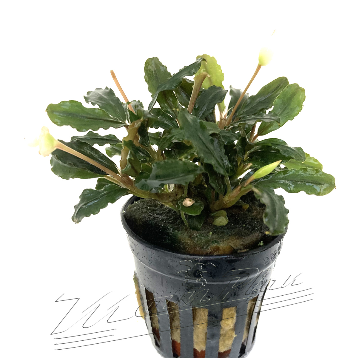 Bucephalandra Llamadau PURPLE - Imagen 4