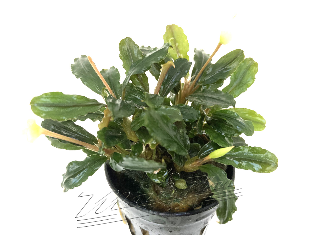 Bucephalandra Llamadau PURPLE - Imagen 3