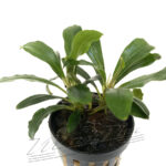 Bucephalandra Midnight Blue