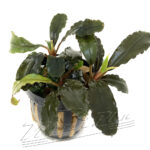 Bucephalandra Montleyana Red mini