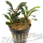 Bucephalandra Pearl Gray