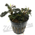 Bucephalandra Pigmea Red