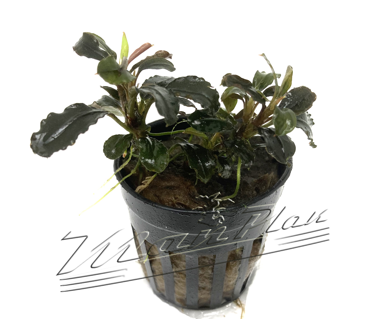 Bucephalandra Pigmea Red