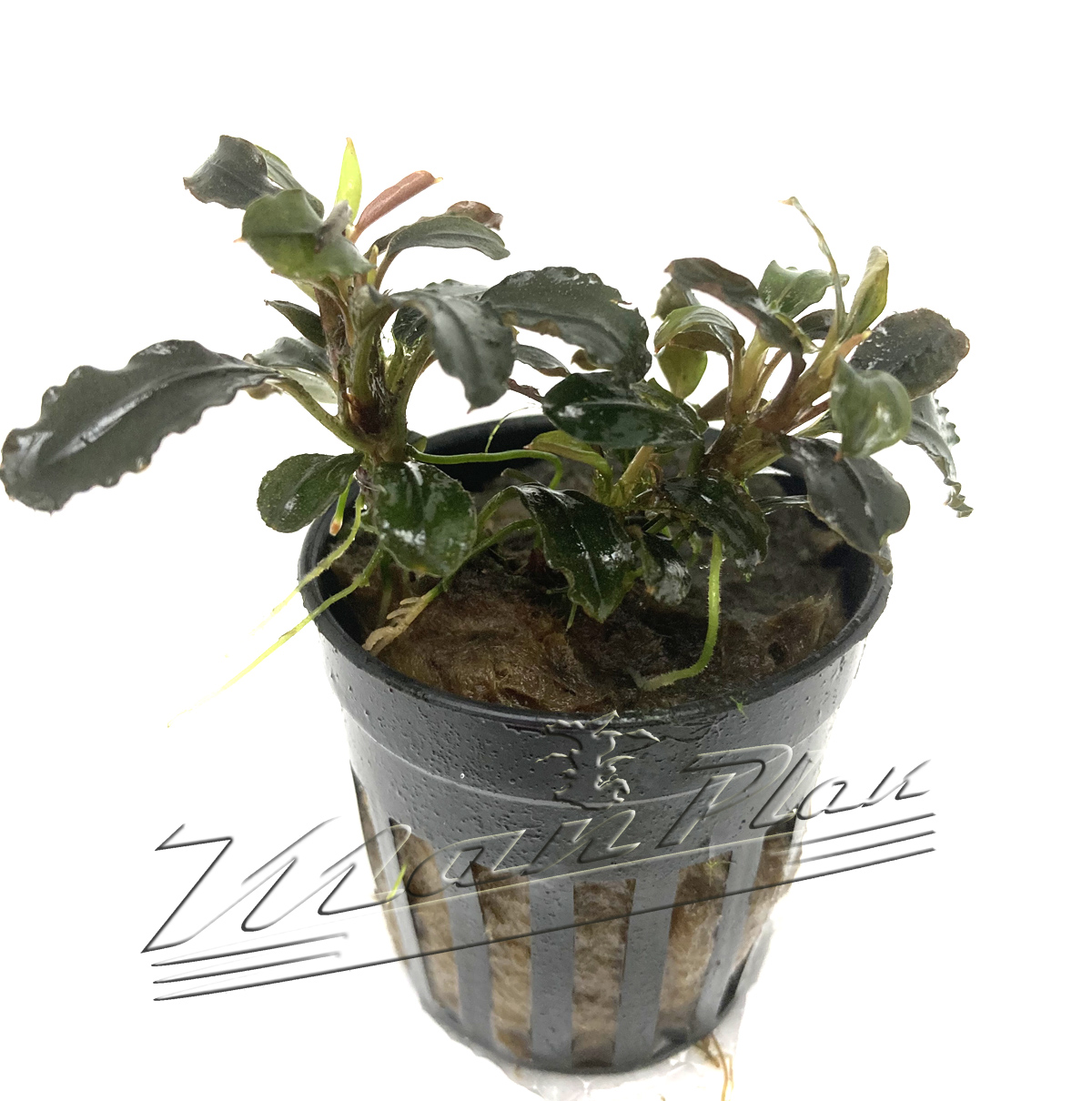 Bucephalandra Pigmea Red - Imagen 4