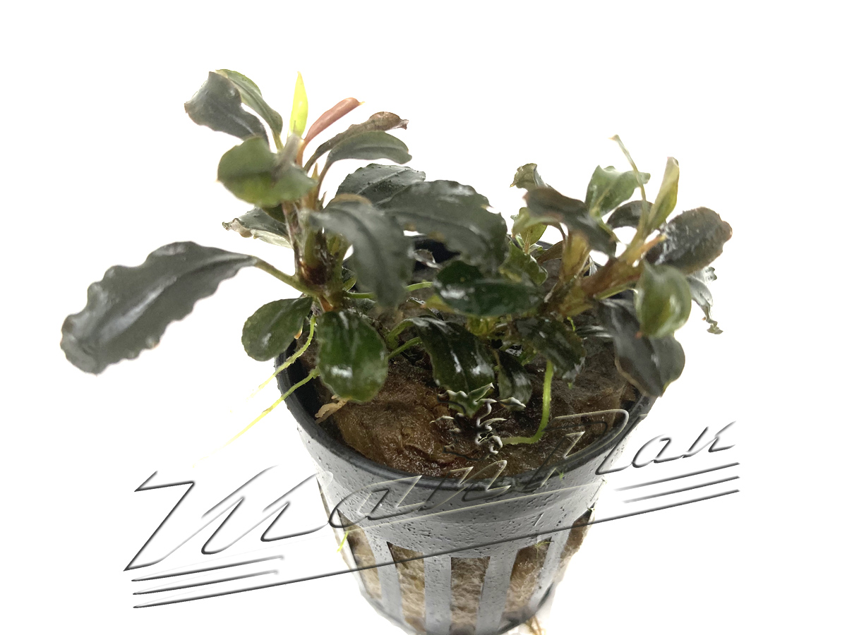 Bucephalandra Pigmea Red - Imagen 3