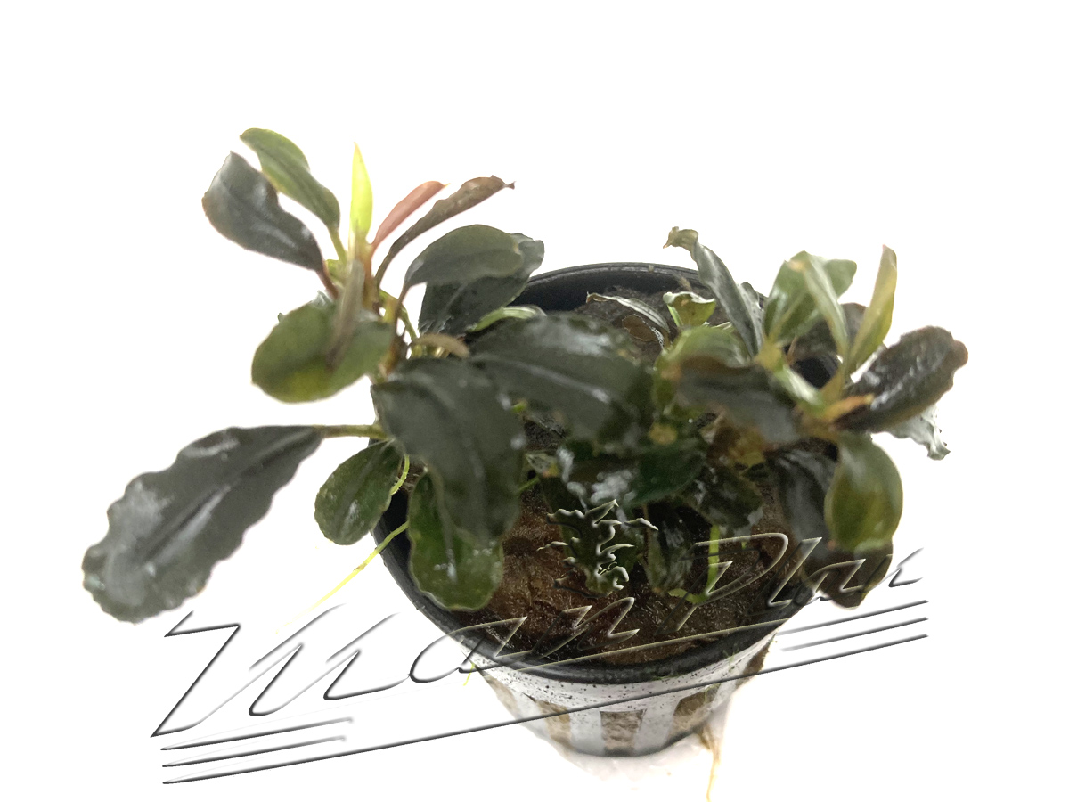 Bucephalandra Pigmea Red - Imagen 2