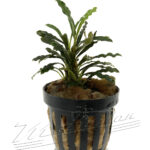 Bucephalandra RED SCORPIO