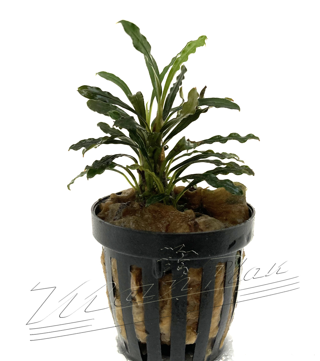 Bucephalandra RED SCORPIO