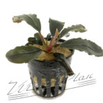Bucephalandra Rainbow Marble