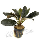 Bucephalandra Skeleton king