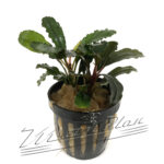 Bucephalandra Theia Blue