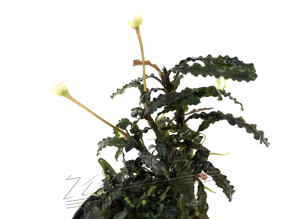 Bucephalandra TITAN - Imagen 3