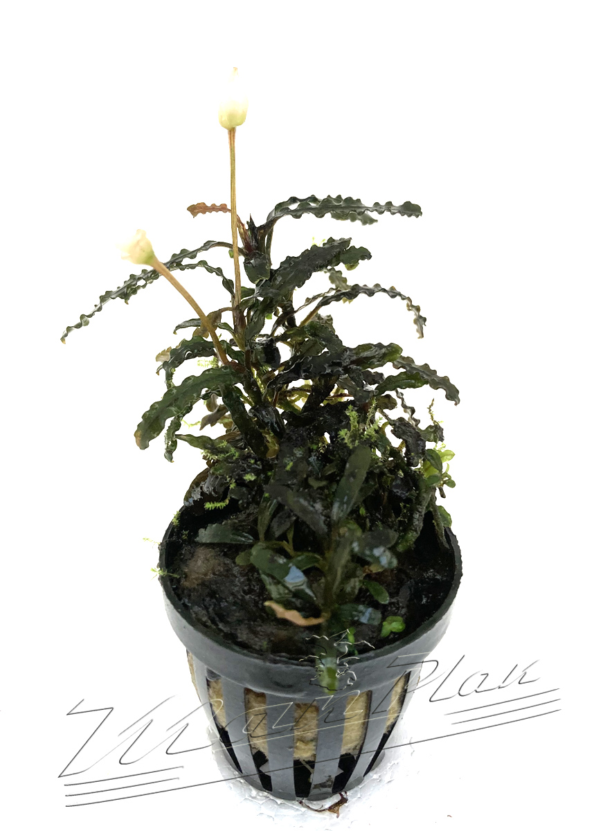 Bucephalandra TITAN - Imagen 4