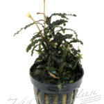 Bucephalandra TITAN