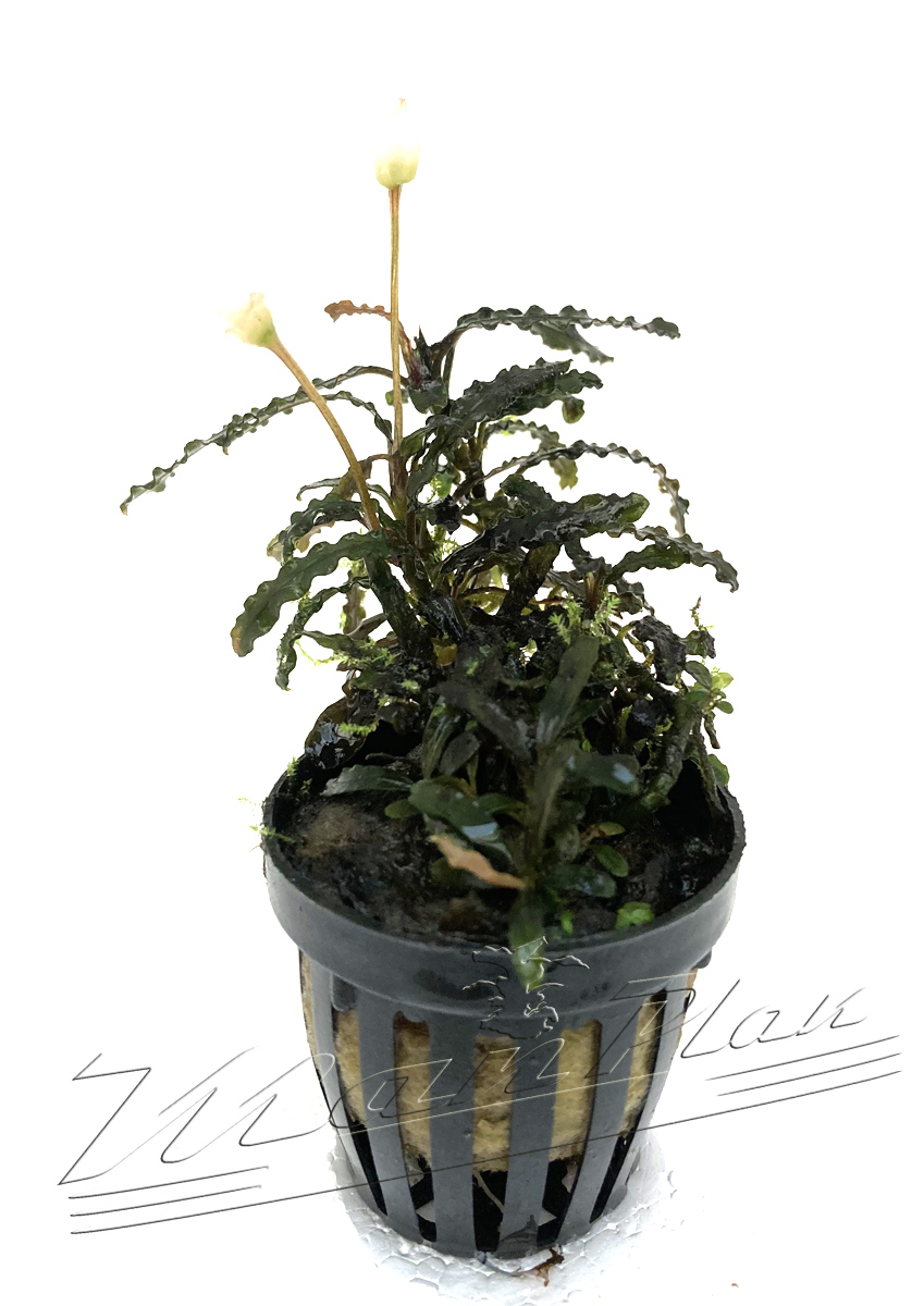 Bucephalandra TITAN