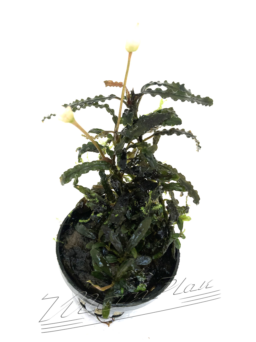 Bucephalandra TITAN - Imagen 2