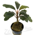 Bucephalandra Theia Green big leaves
