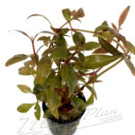 Alternantera reineckii MINI