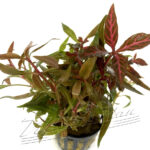 Alternantera reineckii VARIEGATUS