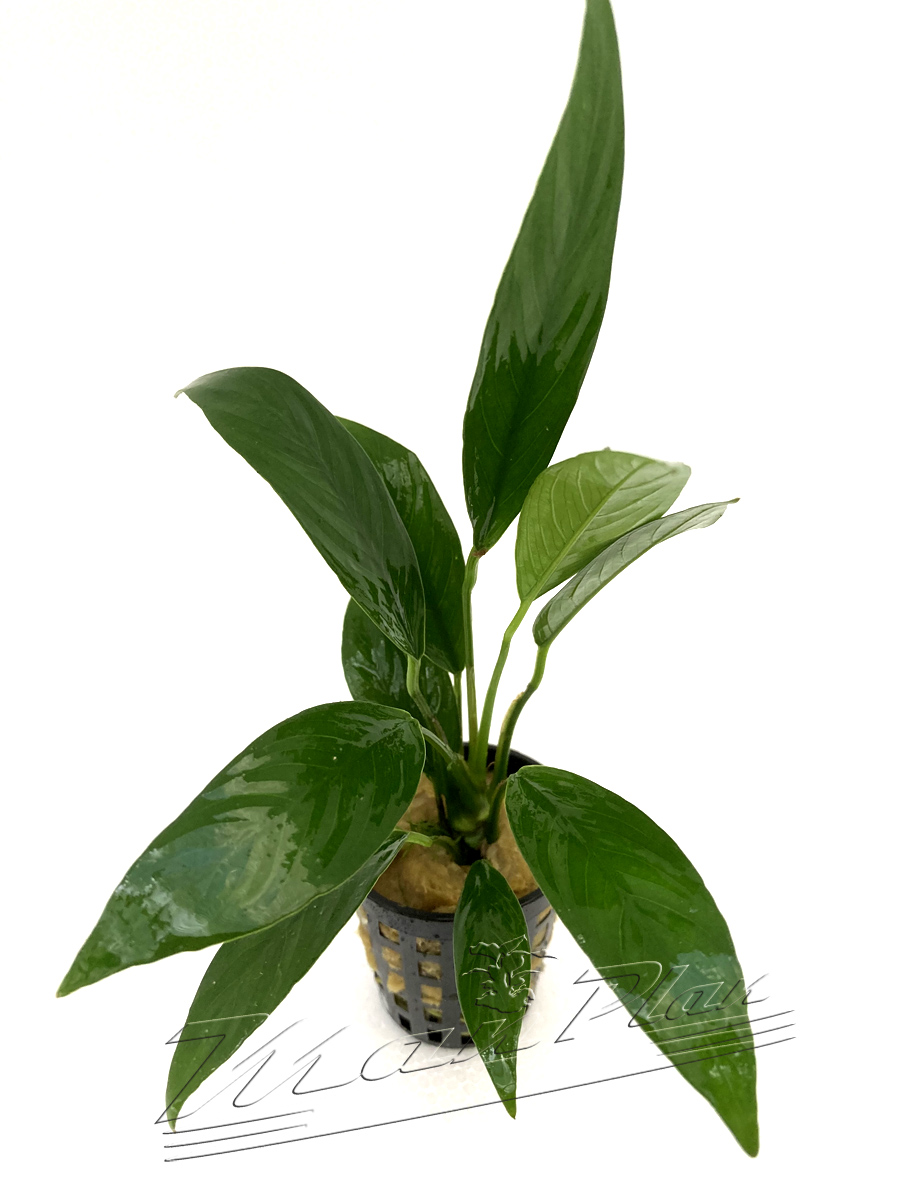 Anubias lanceolata SINGLE - Imagen 3