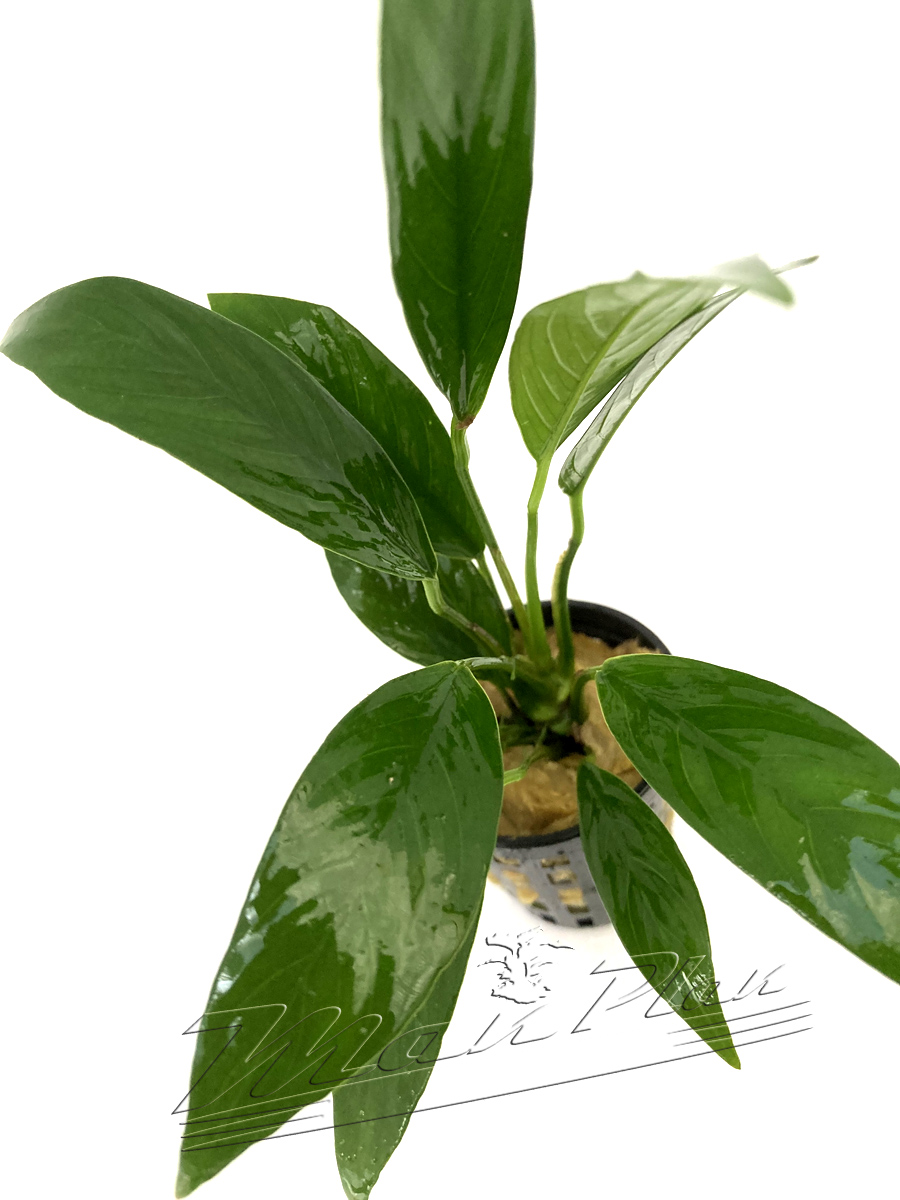 Anubias lanceolata SINGLE - Imagen 2